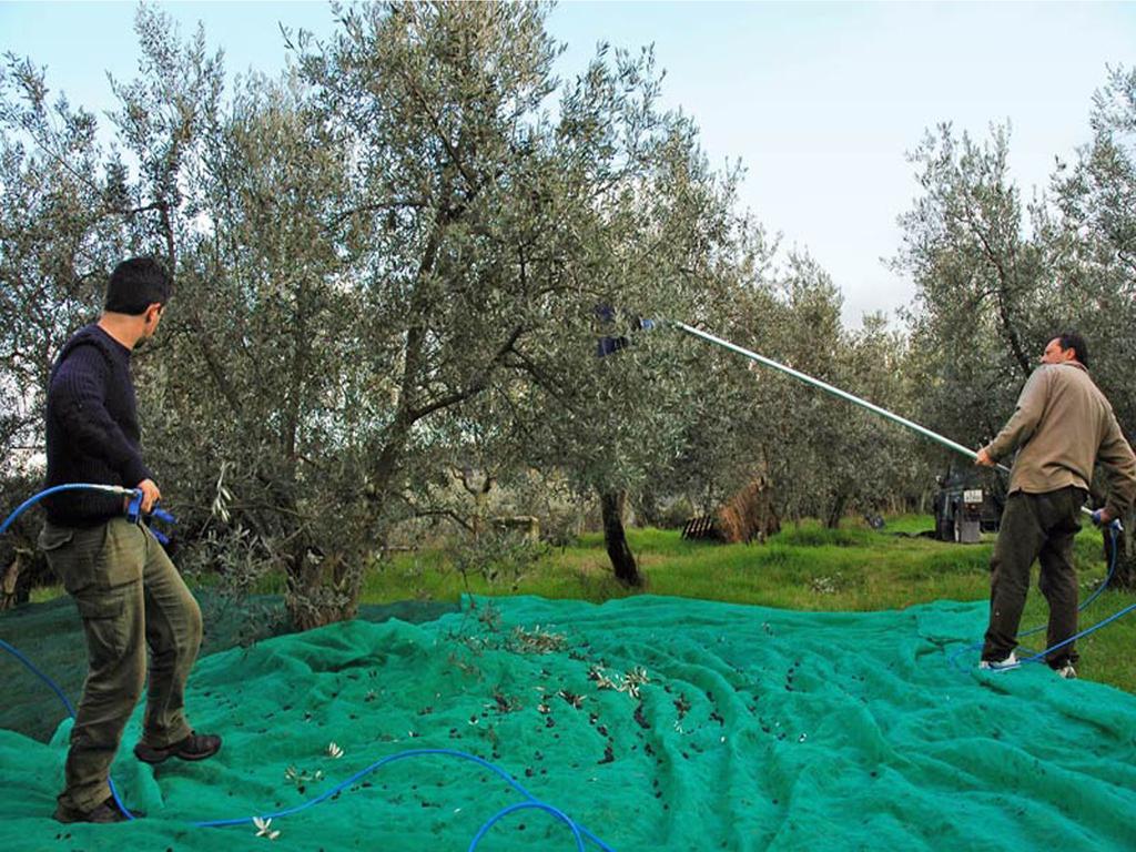 Agriturismo Borgo Dell'Aschetto Marina di Cerveteri Номер фото